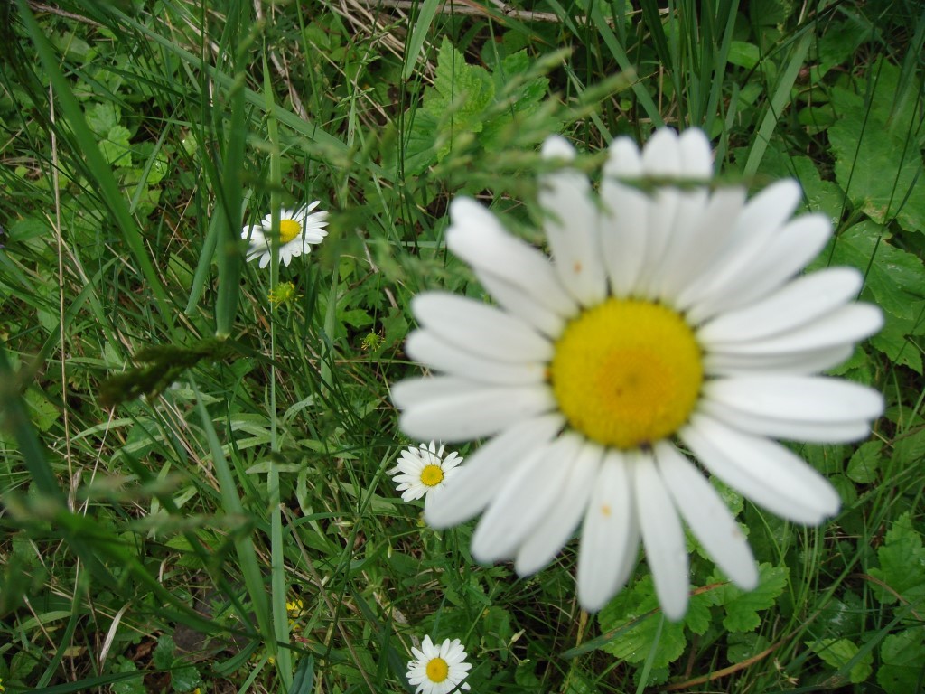 daisies