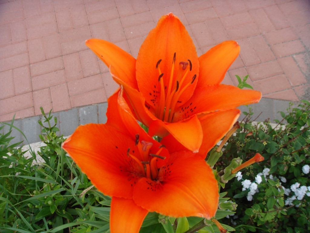 Lillies