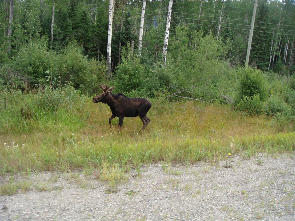 Moose on the loose