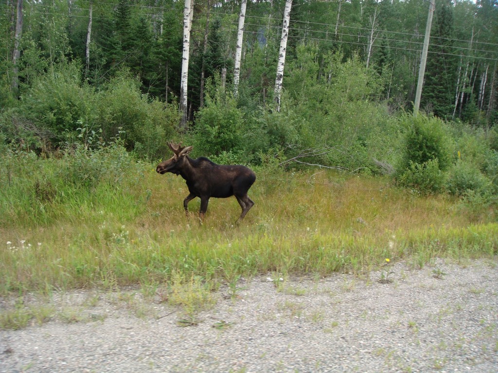 Moose on the loose